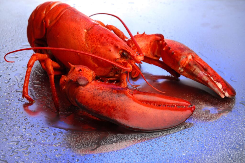 Is There a Red Lobster in Thunder Bay?